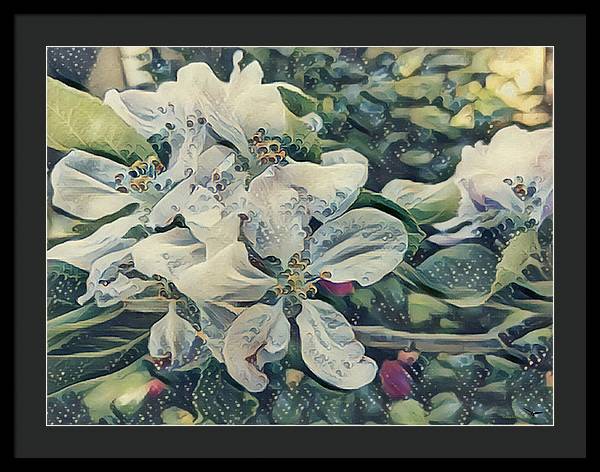 Apple Blossom - Framed Print