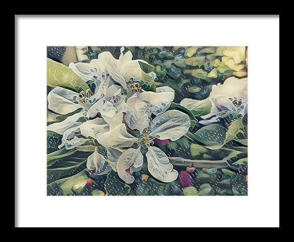 Apple Blossom - Framed Print