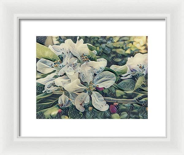 Apple Blossom - Framed Print