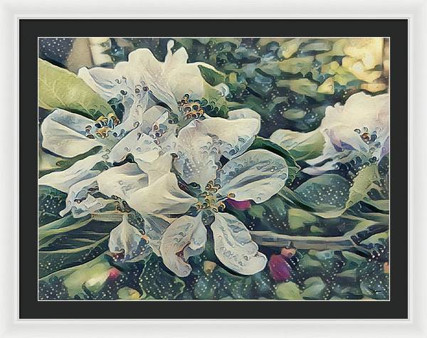 Apple Blossom - Framed Print
