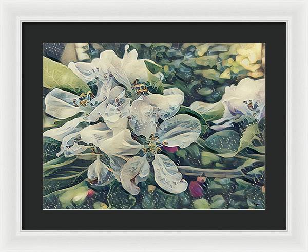 Apple Blossom - Framed Print