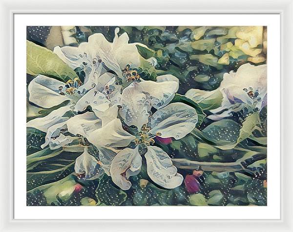 Apple Blossom - Framed Print