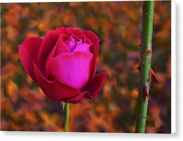 Autumn Rose - Canvas Print