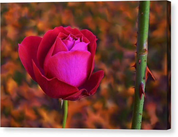 Autumn Rose - Canvas Print