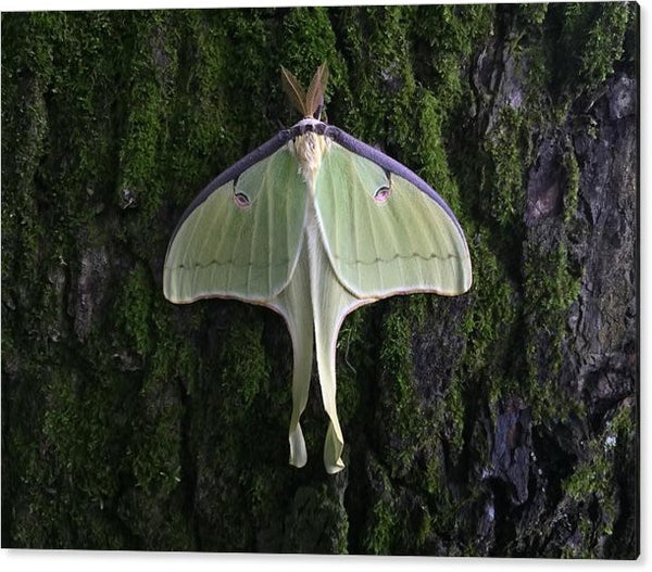 Acrylic Print - Butterfly