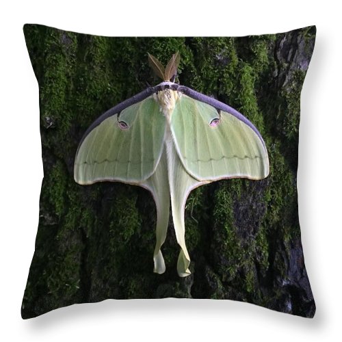 Butterfly - Throw Pillow