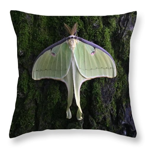Butterfly - Throw Pillow