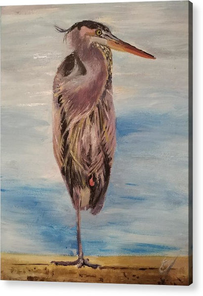 Custard Tries Meditation - Acrylic Print