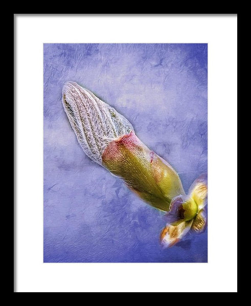 First Bud Of Spring - Framed Print