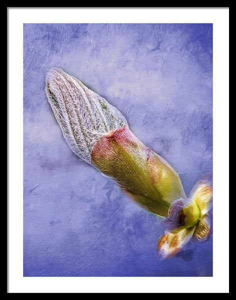 First Bud Of Spring - Framed Print