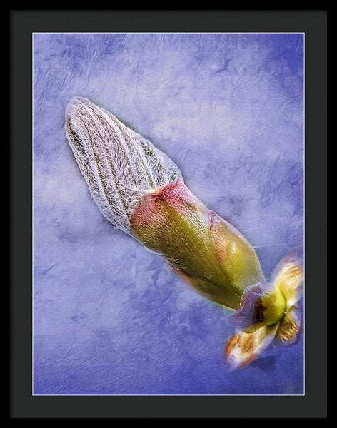 First Bud Of Spring - Framed Print