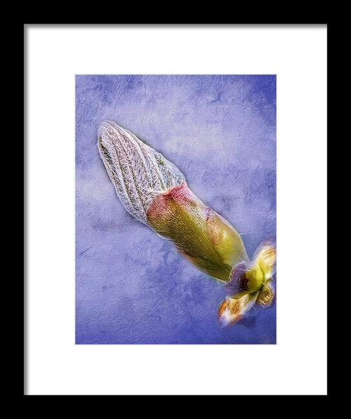First Bud Of Spring - Framed Print