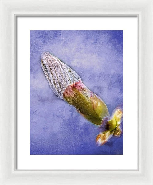 First Bud Of Spring - Framed Print