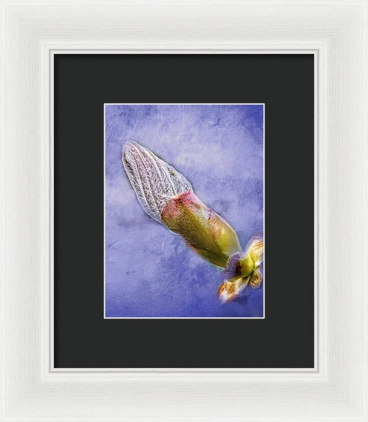 First Bud Of Spring - Framed Print