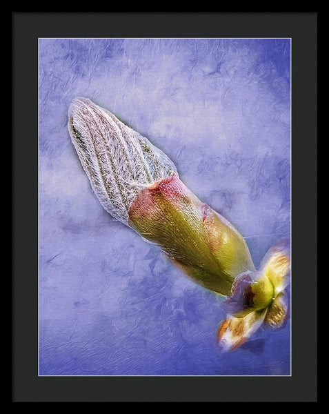 First Bud Of Spring - Framed Print