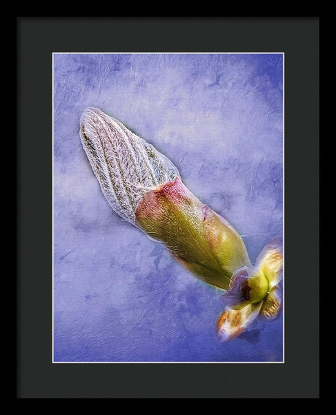 First Bud Of Spring - Framed Print