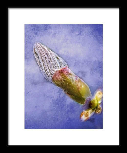 First Bud Of Spring - Framed Print