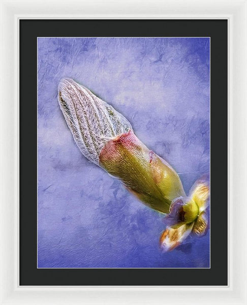 First Bud Of Spring - Framed Print