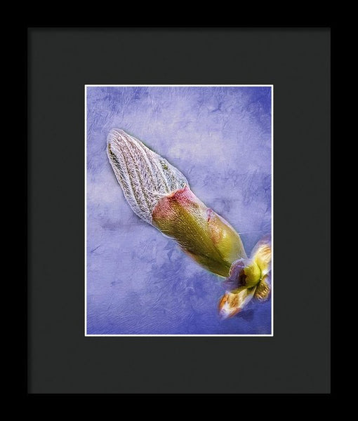 First Bud Of Spring - Framed Print