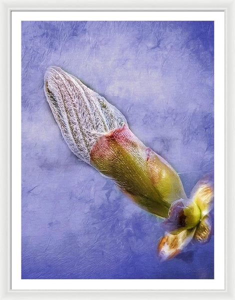 First Bud Of Spring - Framed Print