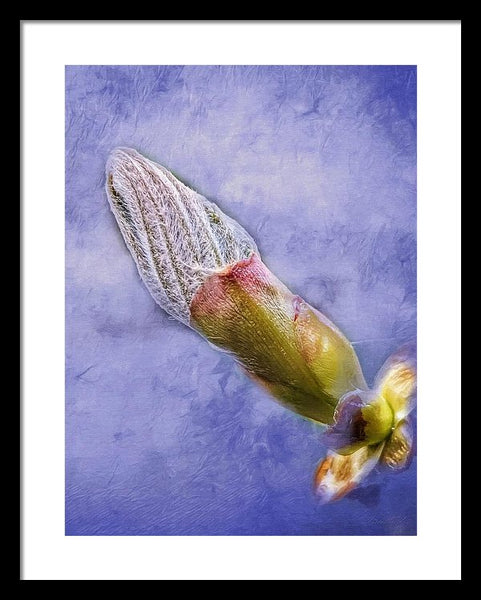 First Bud Of Spring - Framed Print