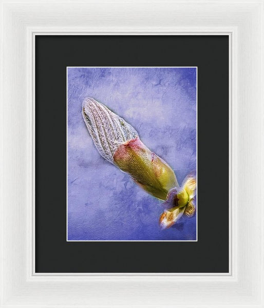 First Bud Of Spring - Framed Print