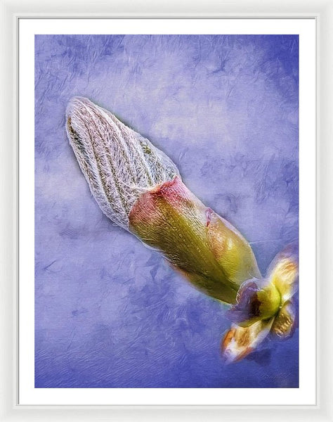 First Bud Of Spring - Framed Print