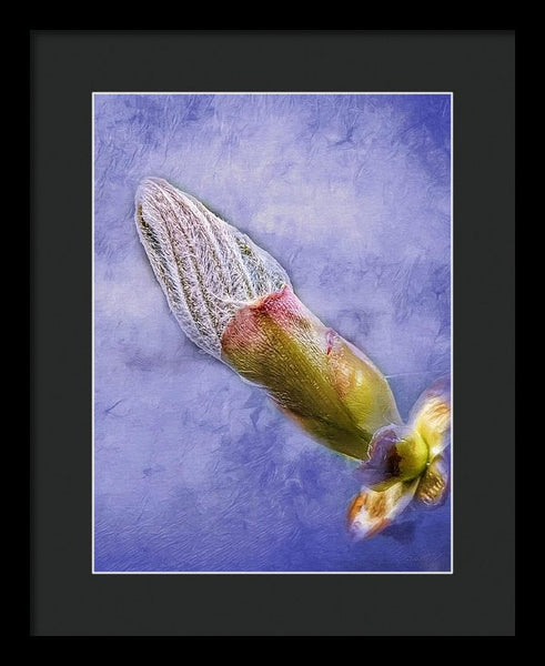 First Bud Of Spring - Framed Print