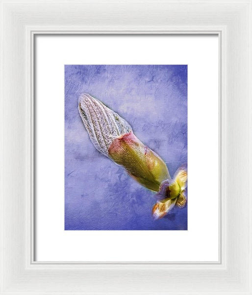 First Bud Of Spring - Framed Print
