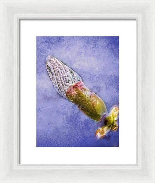 First Bud Of Spring - Framed Print