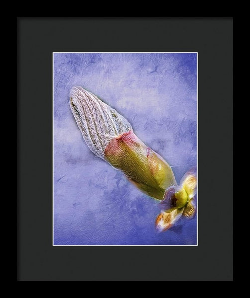 First Bud Of Spring - Framed Print