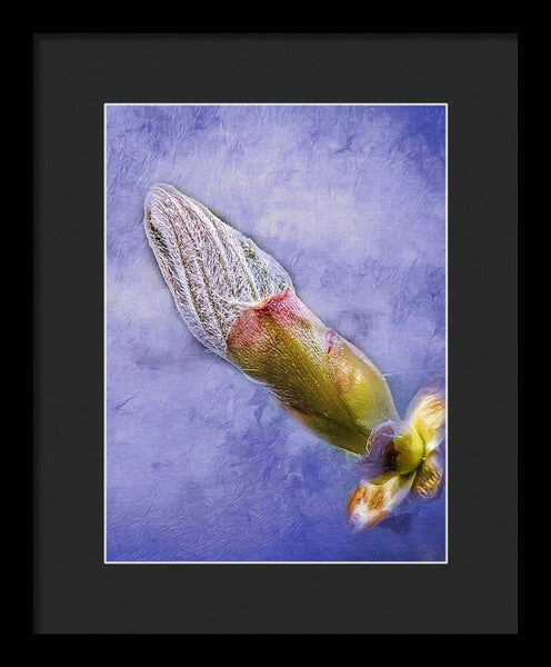 First Bud Of Spring - Framed Print