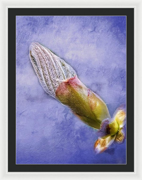 First Bud Of Spring - Framed Print
