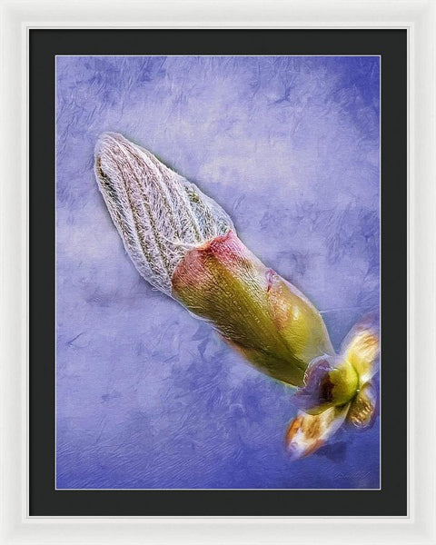 First Bud Of Spring - Framed Print