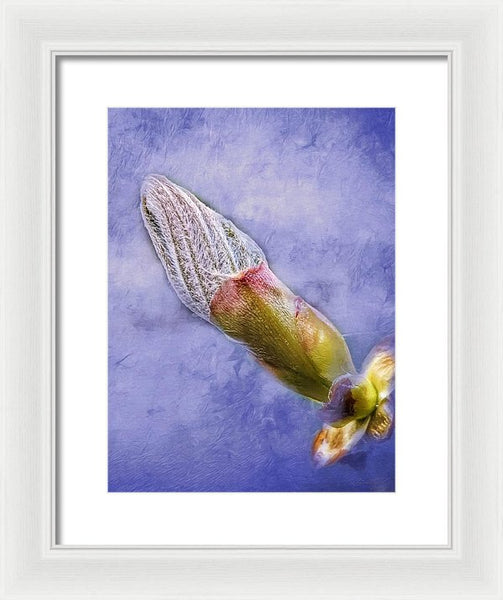 First Bud Of Spring - Framed Print