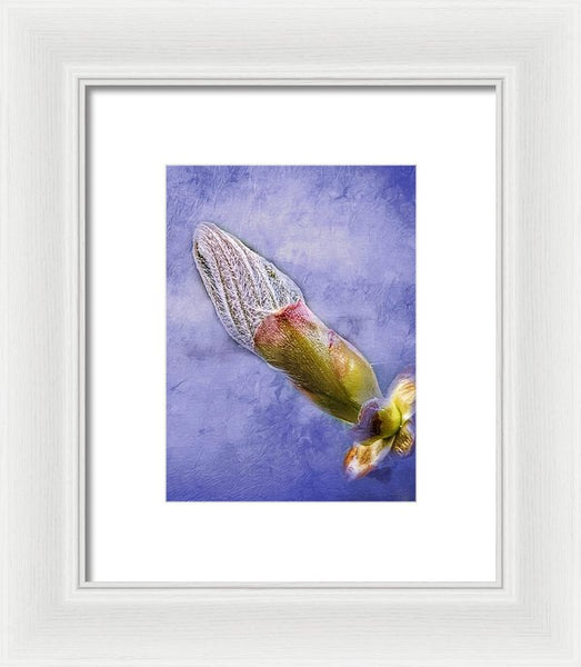 First Bud Of Spring - Framed Print