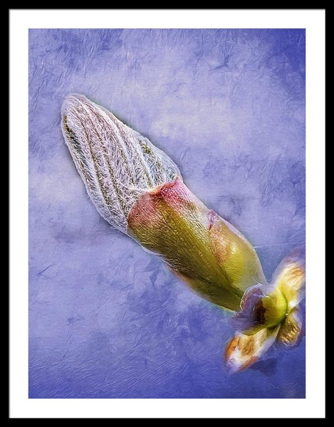 First Bud Of Spring - Framed Print