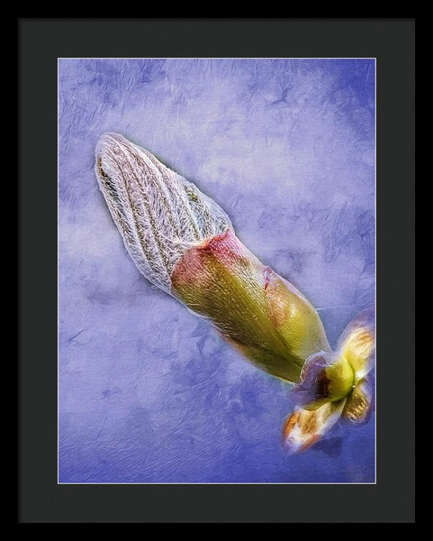First Bud Of Spring - Framed Print