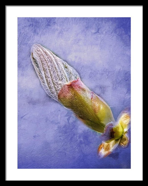 First Bud Of Spring - Framed Print