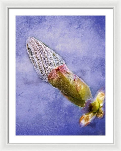 First Bud Of Spring - Framed Print