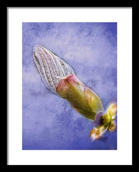 First Bud Of Spring - Framed Print
