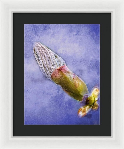 First Bud Of Spring - Framed Print