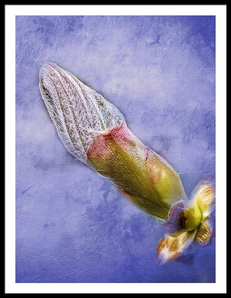 First Bud Of Spring - Framed Print