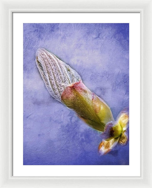 First Bud Of Spring - Framed Print