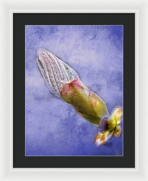 First Bud Of Spring - Framed Print