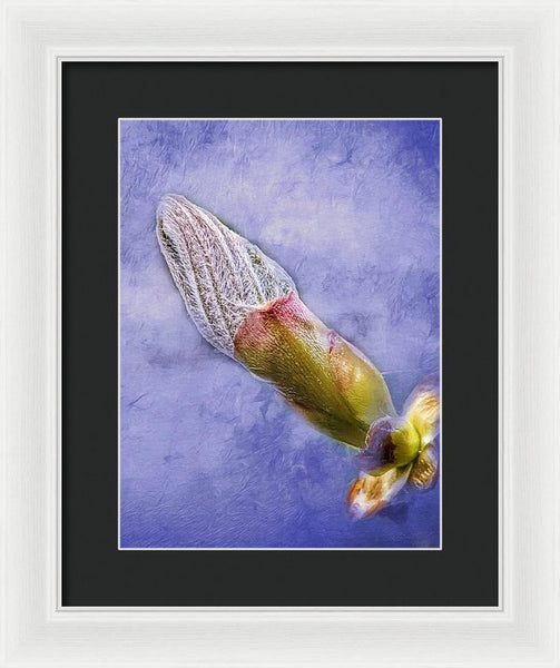 First Bud Of Spring - Framed Print
