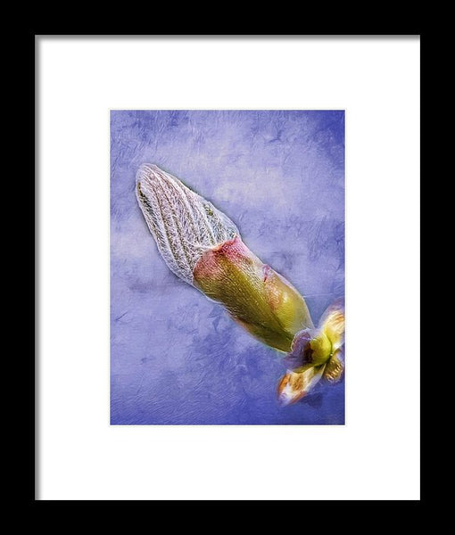 First Bud Of Spring - Framed Print