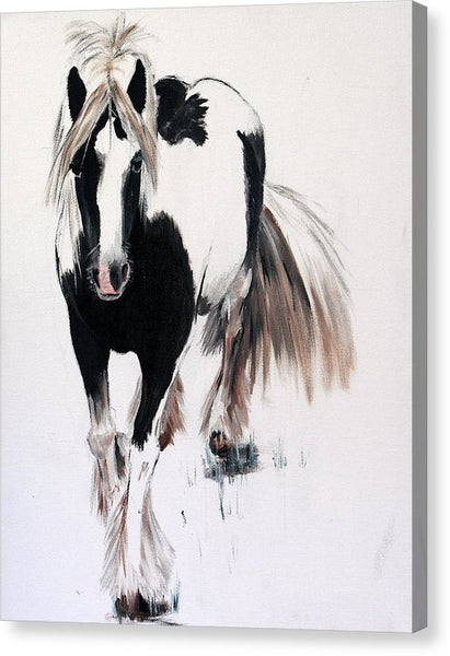 Gypsy Vanner - Canvas Print