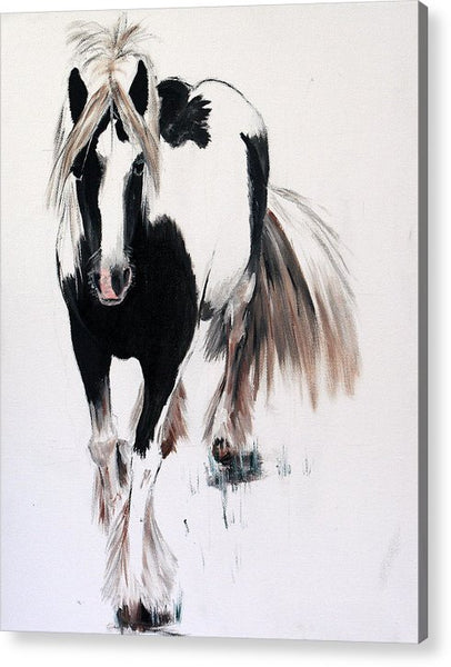 Gypsy Vanner - Acrylic Print
