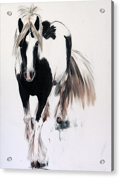 Gypsy Vanner - Acrylic Print